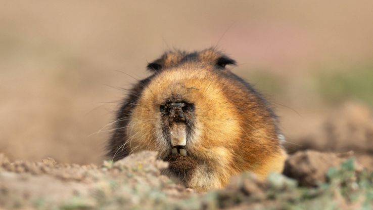 Il ratto talpa gigante (Tachyoryctes macrocephalus)