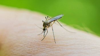 Una zanzara sulla pelle