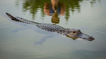 Specchio d'acqua con alligatore