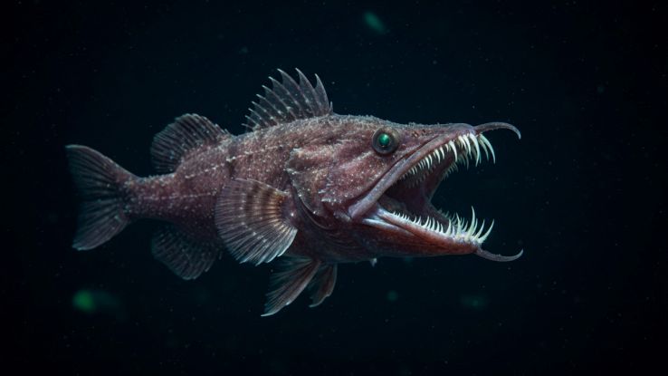 strano animale anfibio