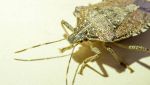 Una cimice marrone