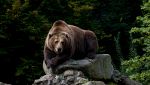 Orso su una roccia