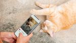 L'app Cat Collector: come Pokémon Go, ma coi gatti