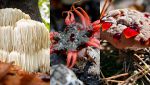 5 funghi che sembrano creati da una IA, ma esistono davvero