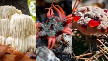5 funghi che sembrano creati da una IA, ma esistono davvero