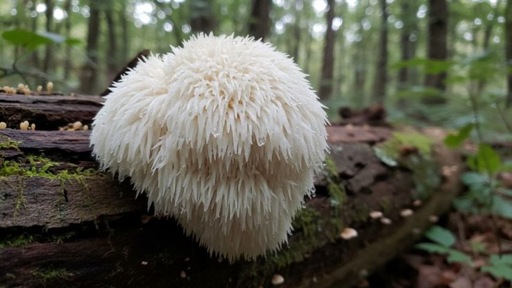 Hericium erinaceus