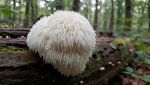 Hericium erinaceus