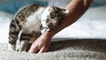 Gatto e ormoni