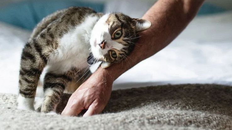 Gatto e ormoni