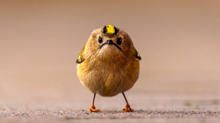 The Comedy Wildlife Photography Awards 2026, Jan Wittmer, Angry Bird (Helgoland, Germania)