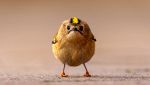 The Comedy Wildlife Photography Awards 2026, Jan Wittmer, Angry Bird (Helgoland, Germania)