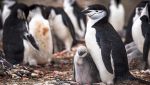 Esemplari di Pygoscelis antarcticus