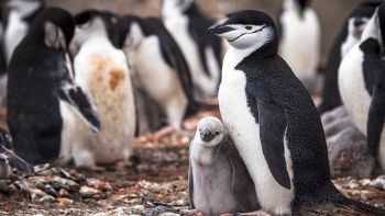 Esemplari di Pygoscelis antarcticus