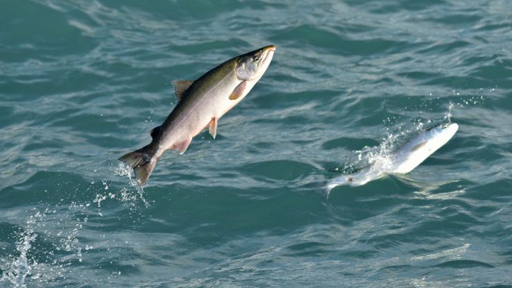 salmone