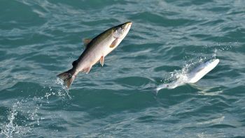 salmone