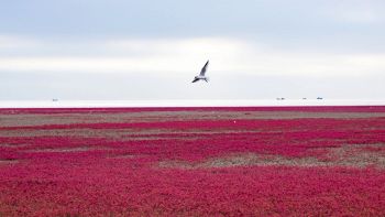 Cosa c'è dietro la suggestiva "spiaggia rossa" della baia di Jiaozhou, in Cina