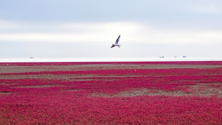 Cosa c'è dietro la suggestiva "spiaggia rossa" della baia di Jiaozhou, in Cina