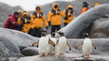 Volontari monitorano i pinguini in Antartide