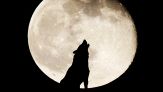 Perché i lupi ululano alla luna piena