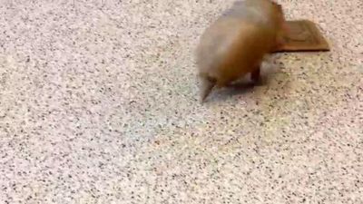 L'armadillo più buffo del mondo