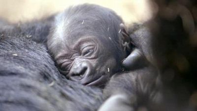 Cucciolo d'uomo o di gorilla, sempre una meraviglia è!