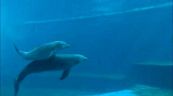 Goccia, la delfina dell'Acquario di Genova