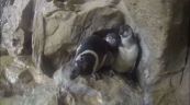 Nascita pinguini gemelli