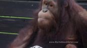 L'orango allatta i tigrotti