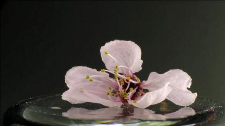 La magica metamorfosi di un fiore