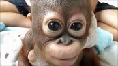 Baby-orango piange se lo aiuti