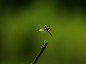 La libellula: eleganza in volo