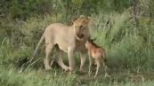 Leone difende cucciolo di bufalo dalle fauci di un altro leone