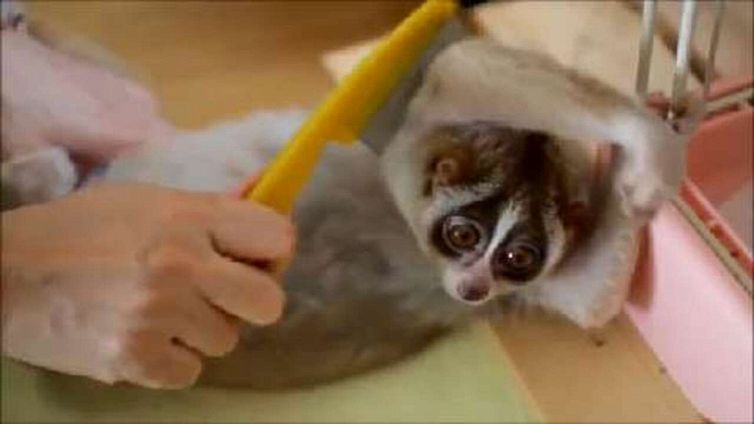 Ai lemuri piace essere pettinati