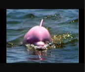 Avvistato un rarissimo delfino rosa