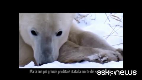 "Adotta un orso polare", video Wwf per salvare specie in pericolo