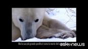 "Adotta un orso polare", video Wwf per salvare specie in pericolo