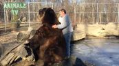 L'orso bruno ama farsi coccolare