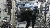 Un gorilla clandestino sulla Stazione spaziale internazionale