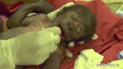Cucciolo di gorilla nasce con parto cesareo allo zoo di Bristol