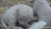 Francia, zoo di Amneville in festa: nati tre leoni bianchi