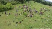 Territorio de Zaguetes, il parco per cani randagi della Costa Rica