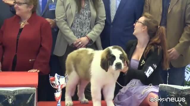 E' un miniscolo Chihuahua il cucciolo più bello d'Italia #vitebestiali