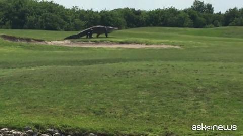 Alligatore gigante al golf club #vitebestiali