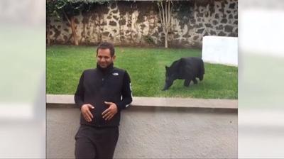 L'attacco silenzioso della pantera nera: il finale è incredibile