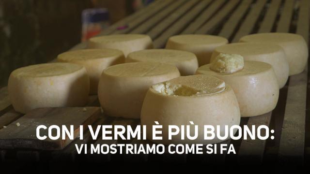 Casu Marzu, come si produce il formaggio illegale?