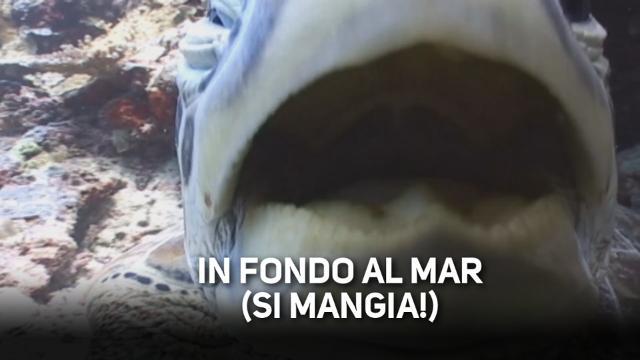 Gnam gnam: gli animali che amano la telecamera