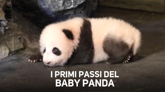 Che tenero! I primi passi di un cucciolo di panda