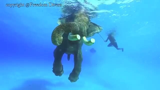 Nuotare con gli elefanti sull'isola di Havelock