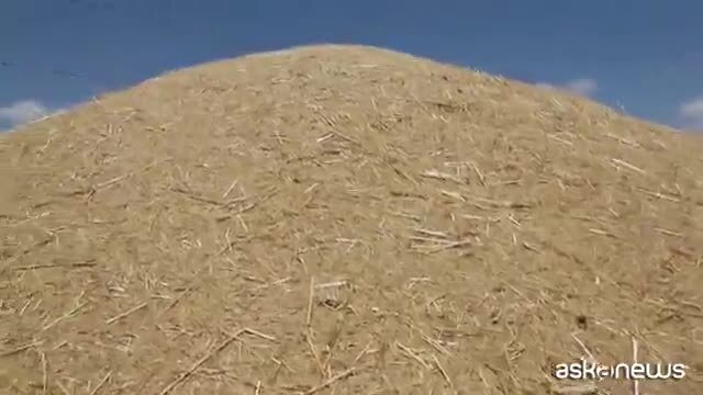 Teff, il super cereale etiope che va di moda in Occidente