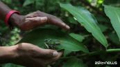 La raganella dagli occhi rossi trova riparo in Nicaragua